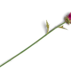 Artichoke Stem H80cm