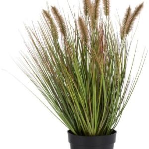 Pennisetum Grass plant H58cm
